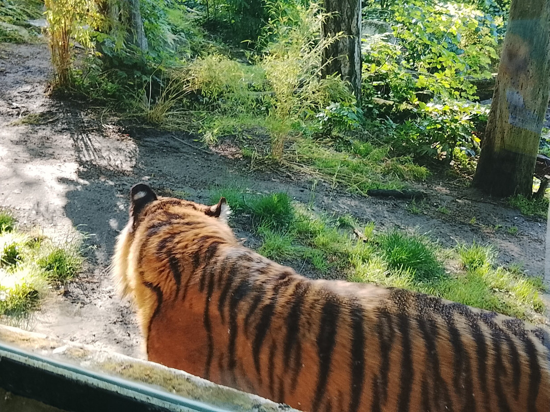 ZooParc de Beauval-圣艾尼昂必去景点