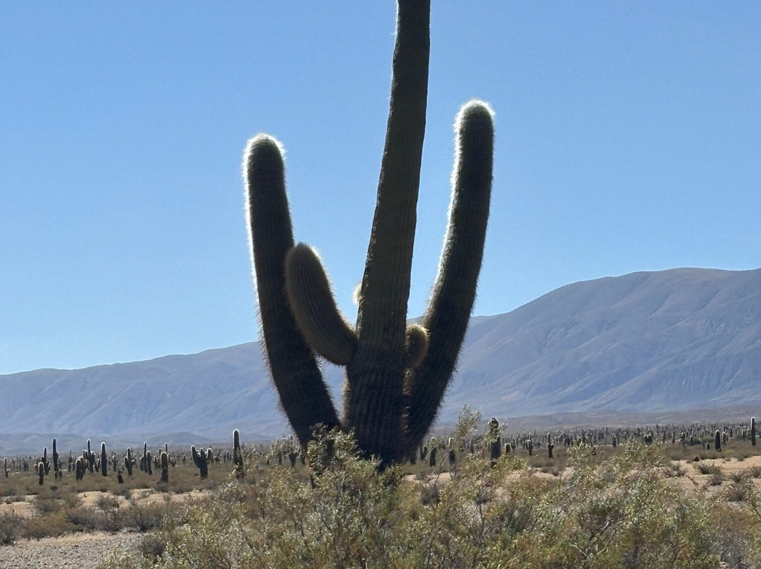 Parque Nacional Los Cardones-卡奇必去景点