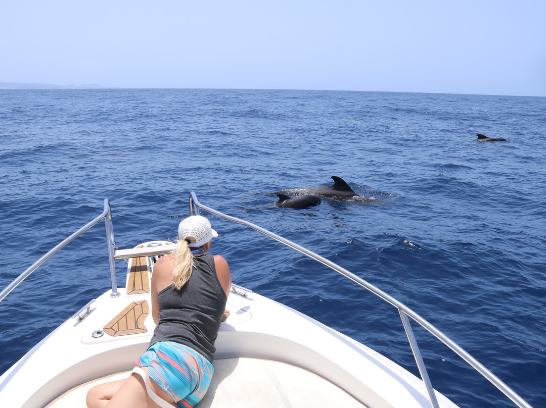 Atlantic Eco Experience | Whale Watching Tenerife-奥德杰海岸必去景点