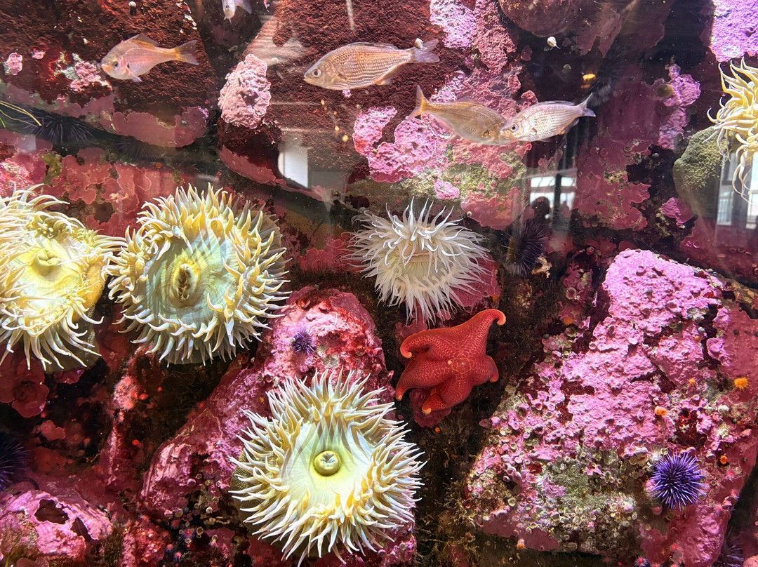 蒙特利湾水族馆