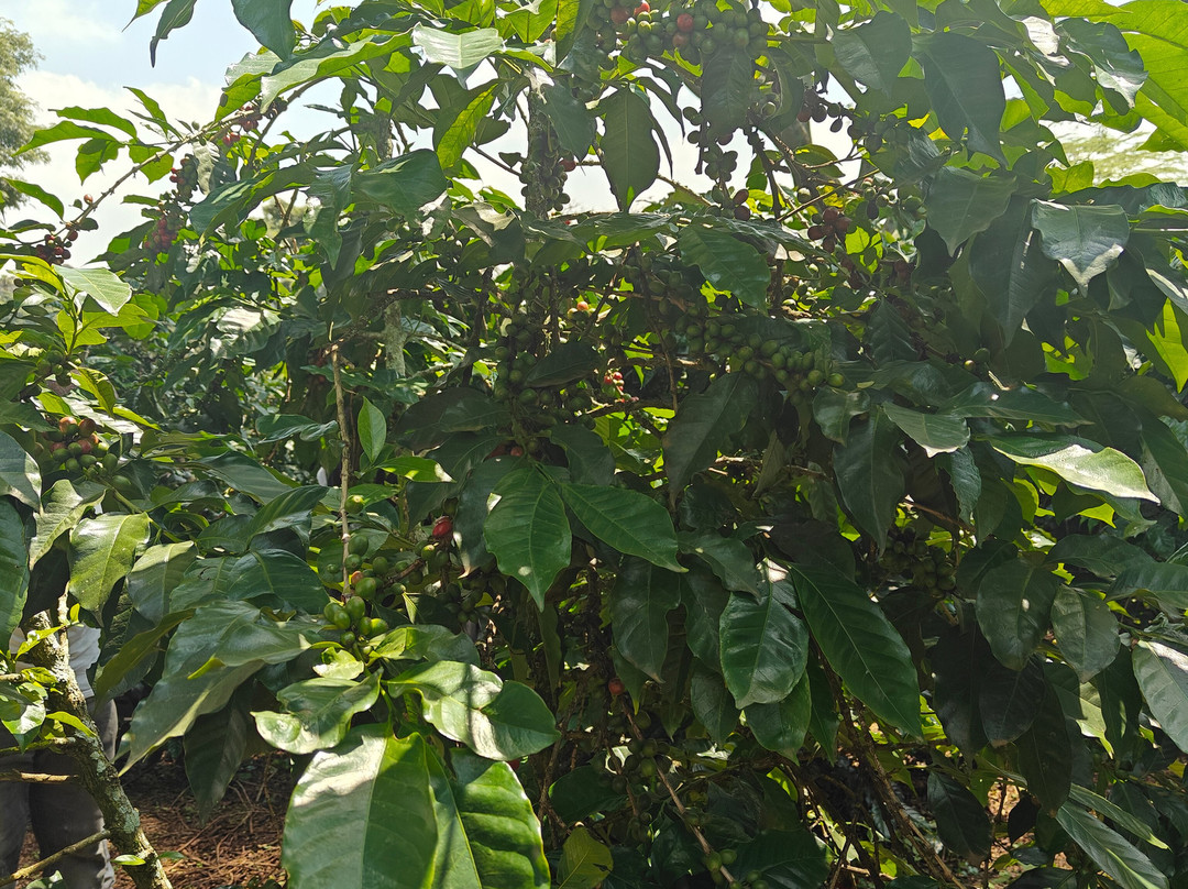 Fairview Coffee Estate-内罗毕必去景点