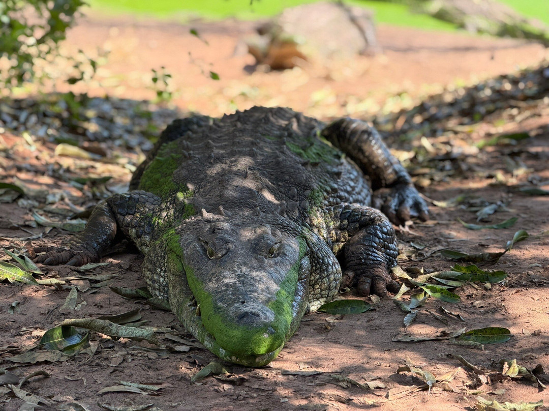 Chobe Crocodile Farm-卡萨尼必去景点