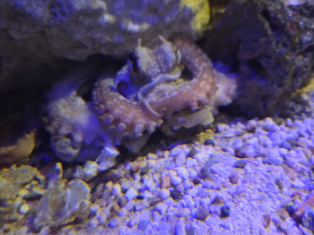 Aquarium de Vendée-Talmont Saint Hilaire必去景点