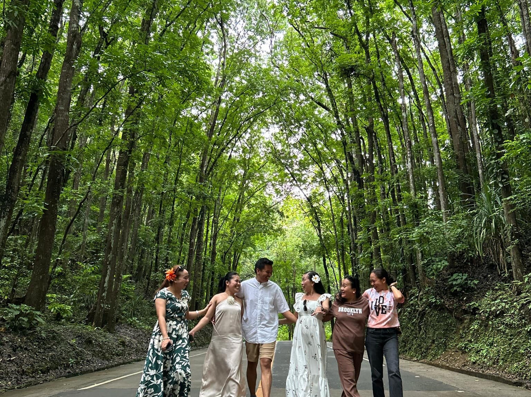 Bilar Man-Made Mahogany forest-Bilar必去景点