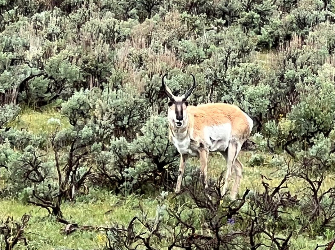 Yellowstone Wolf Tracker-加德纳必去景点