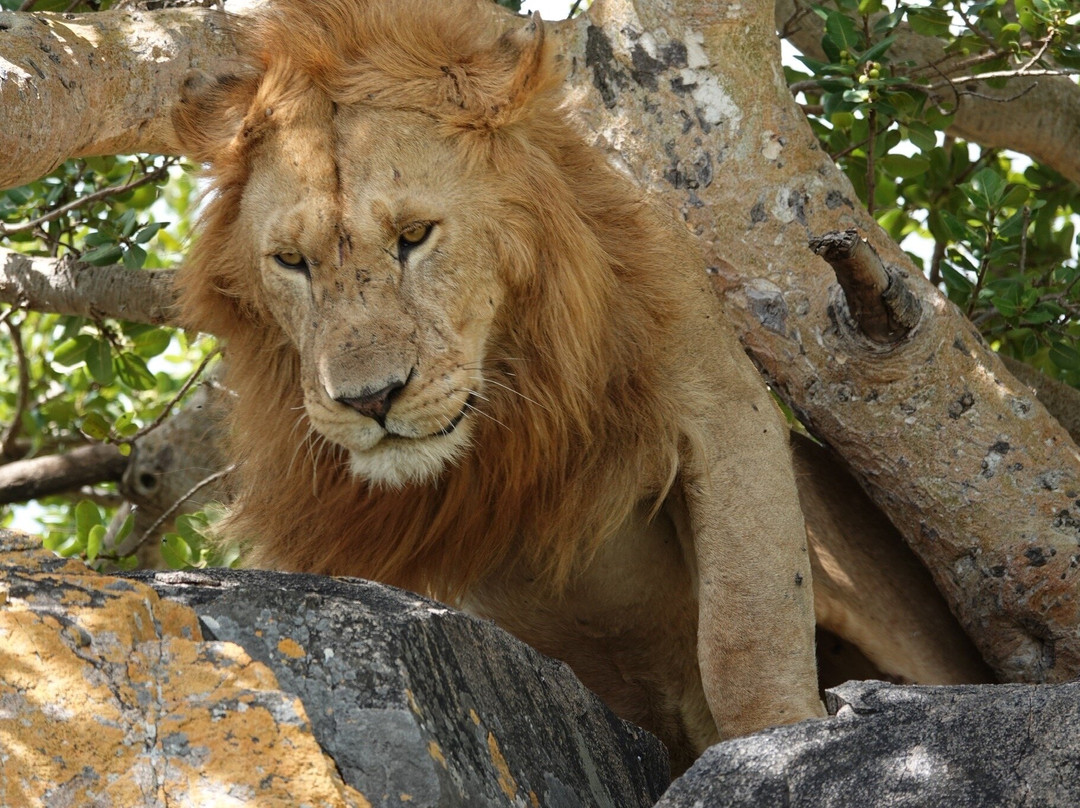 African Scenic Safaris-莫西必去景点