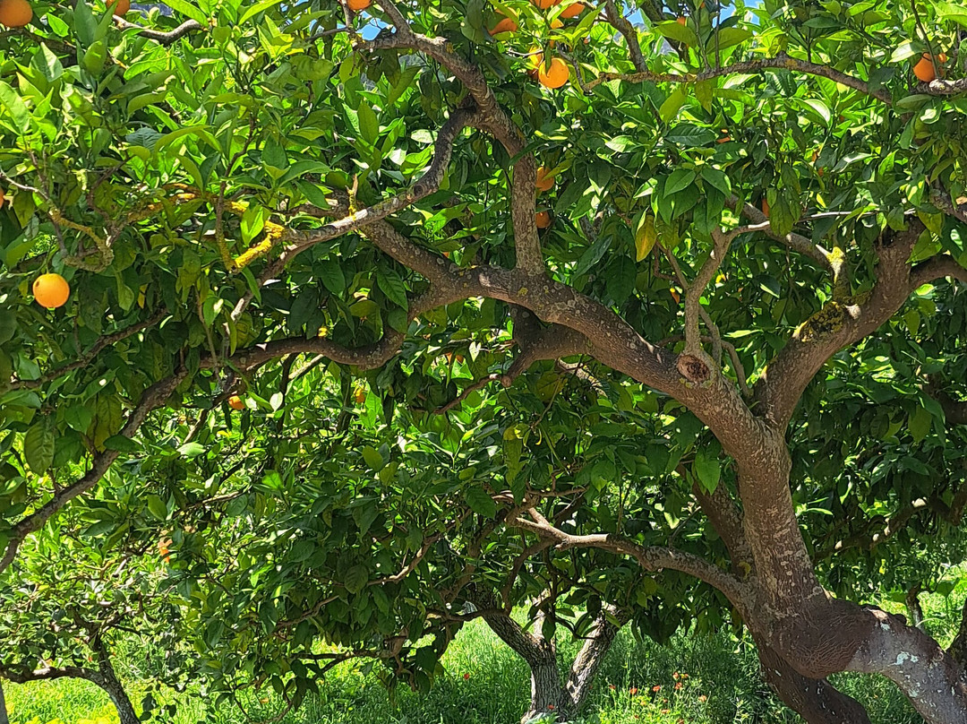 Jardín Botánico de Sóller-索耶尔必去景点