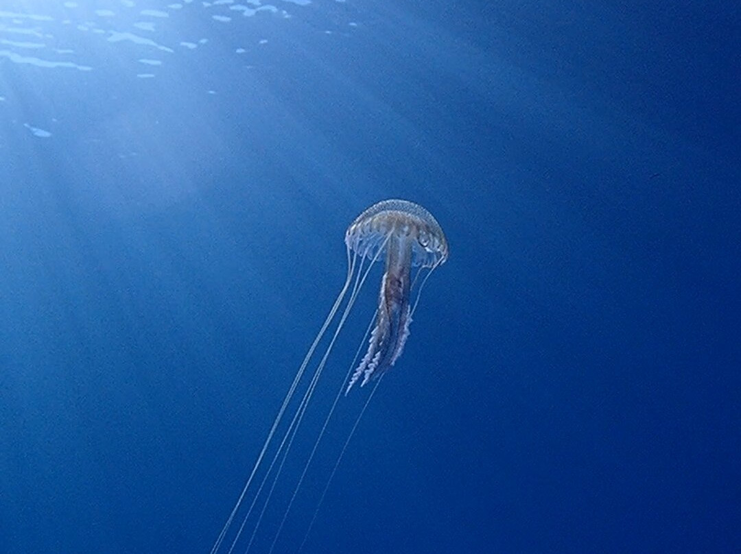 Orca Diving Ustica-Ustica必去景点