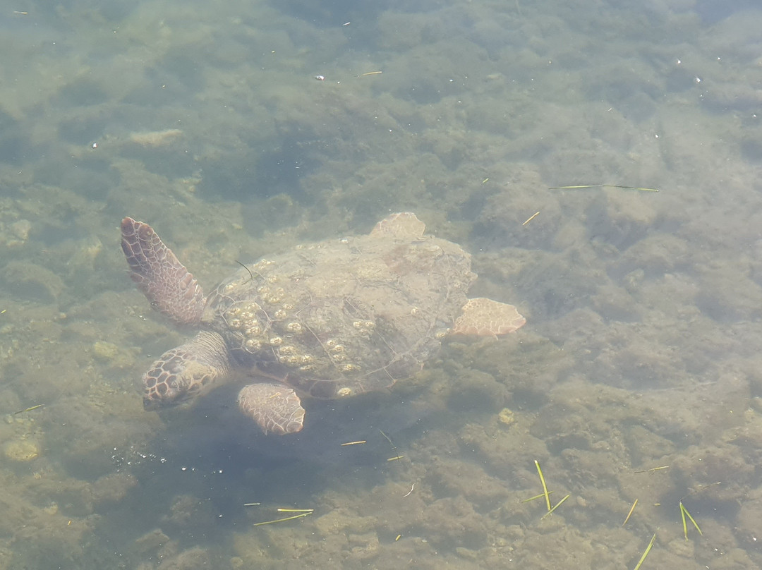 Argostoli Lagoon Activities-阿尔戈斯托利翁必去景点