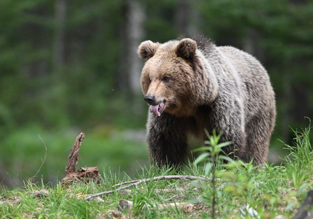 Slovenian Bears-Stari Trg pri Lozu必去景点