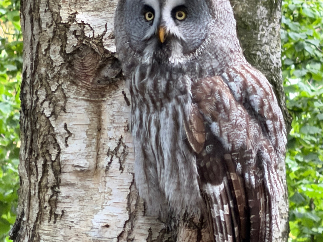 Hawk Conservancy Trust Bird of Prey Centre-Andover必去景点