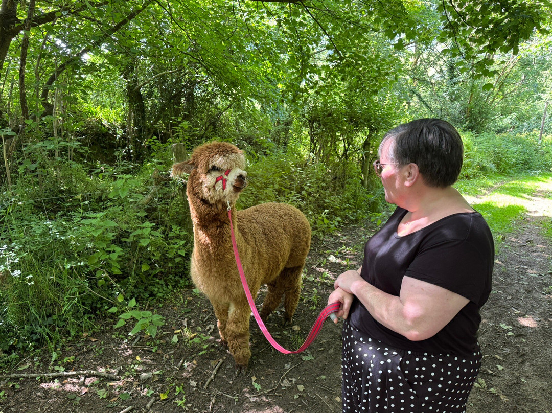 Popham Farm Alpaca Trekking-索尔塔什必去景点