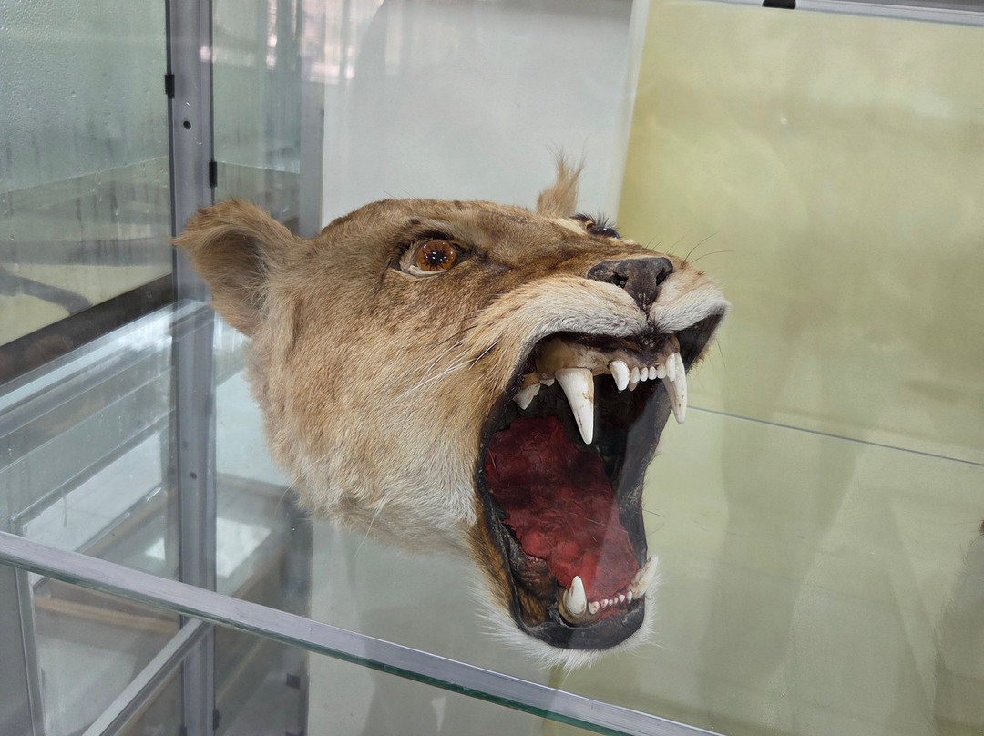 Jordanian Natural History Museum-Irbid必去景点