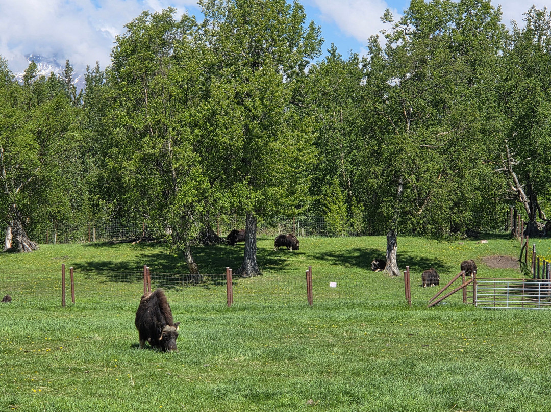 Musk Ox Farm-帕尔默必去景点