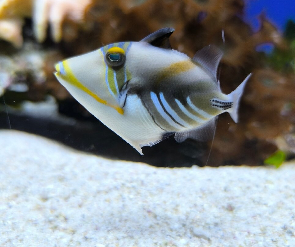 Aquarium de la Réunion-圣吉尔莱班必去景点