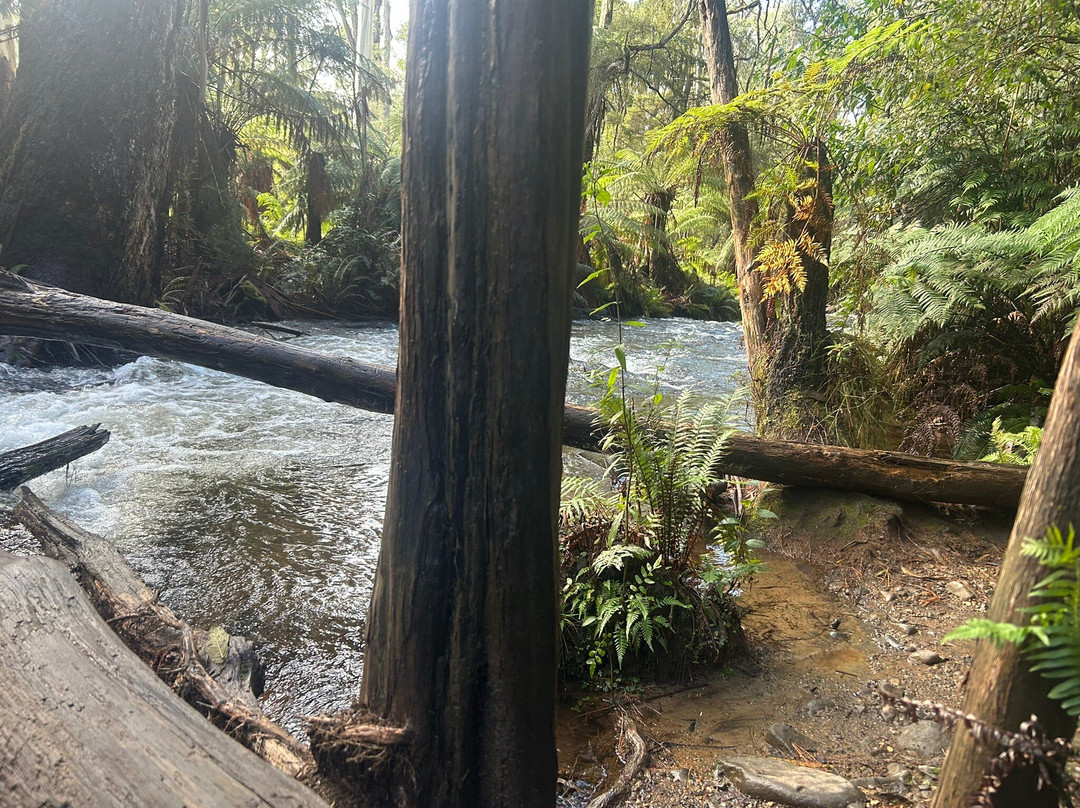 Redwood Forest-华伯登必去景点