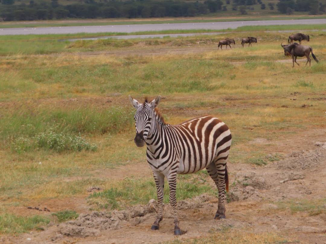 Unlimited Expeditions - The Soul Of Tanzania-阿鲁沙必去景点