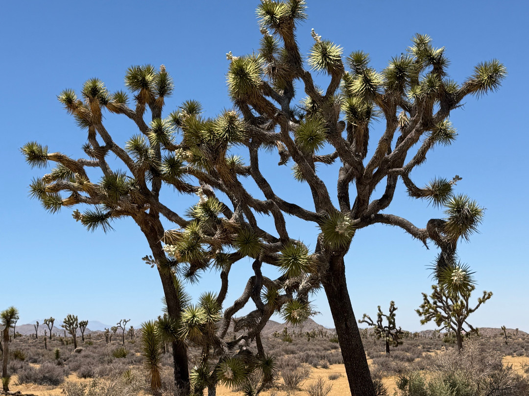 Joshua Tree National Park-约书亚树必去景点