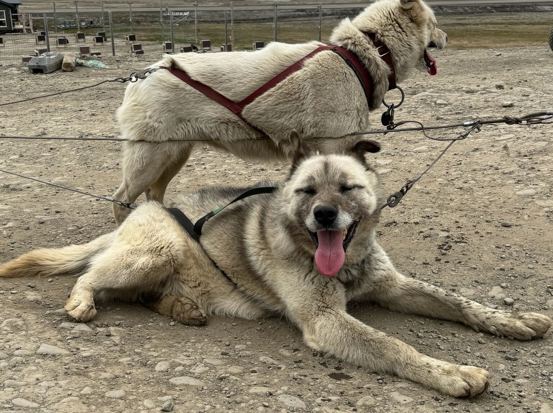Green Dog Svalbard-朗伊尔城必去景点
