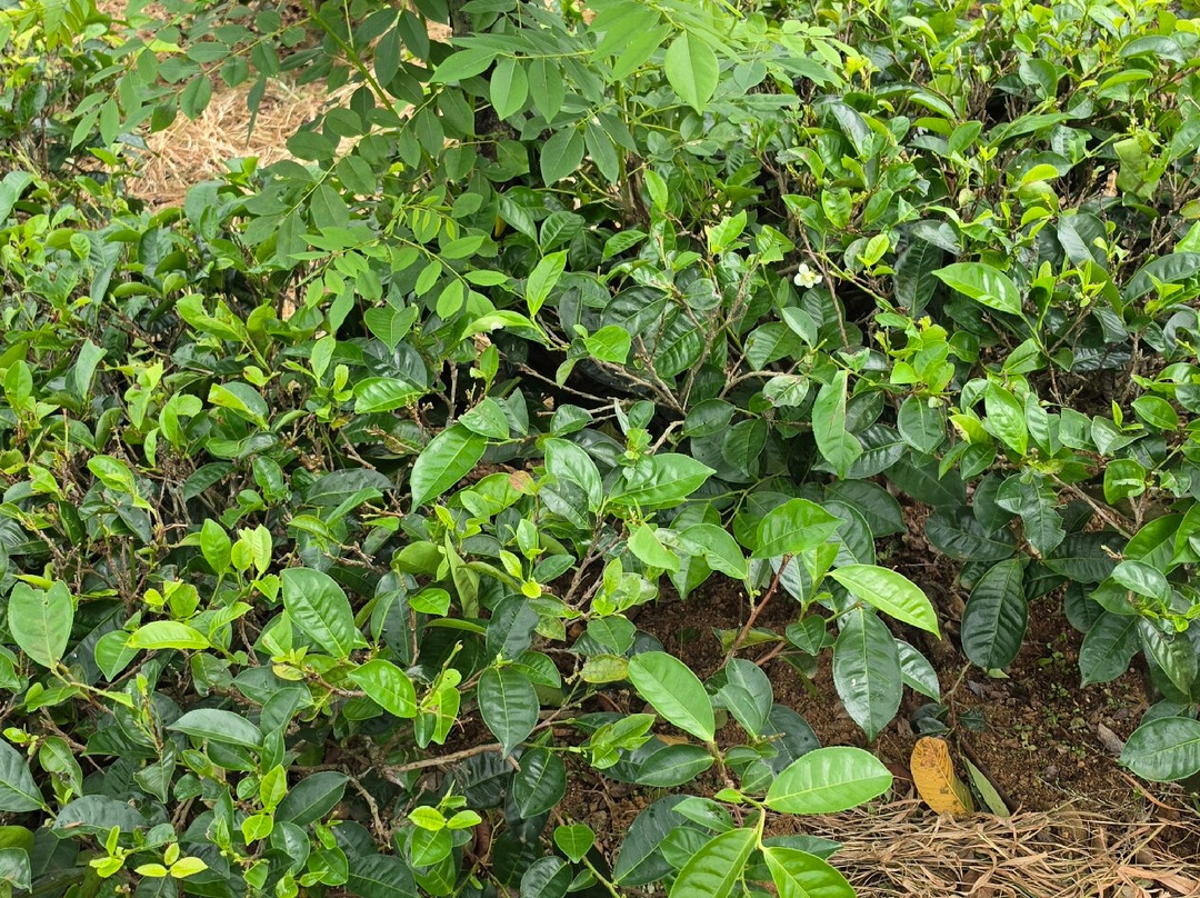 Glenloch Tea Factory-Katukitula必去景点