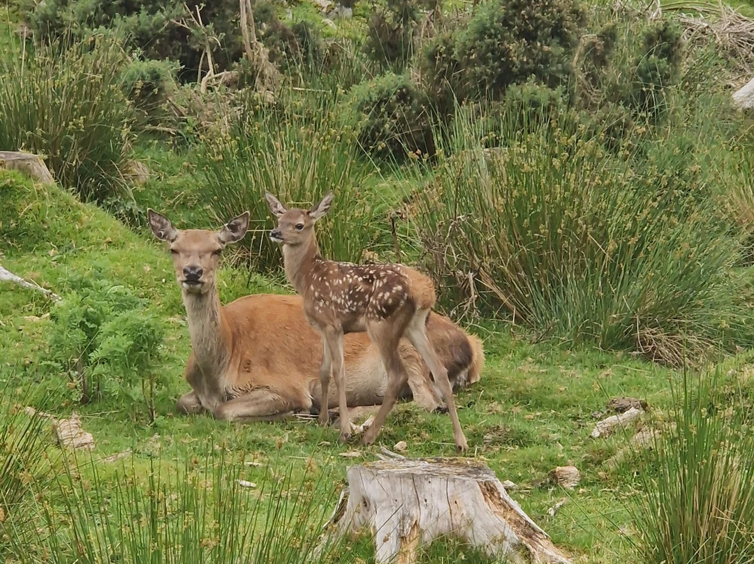 Bainloch Deer Park-Dalbeattie必去景点