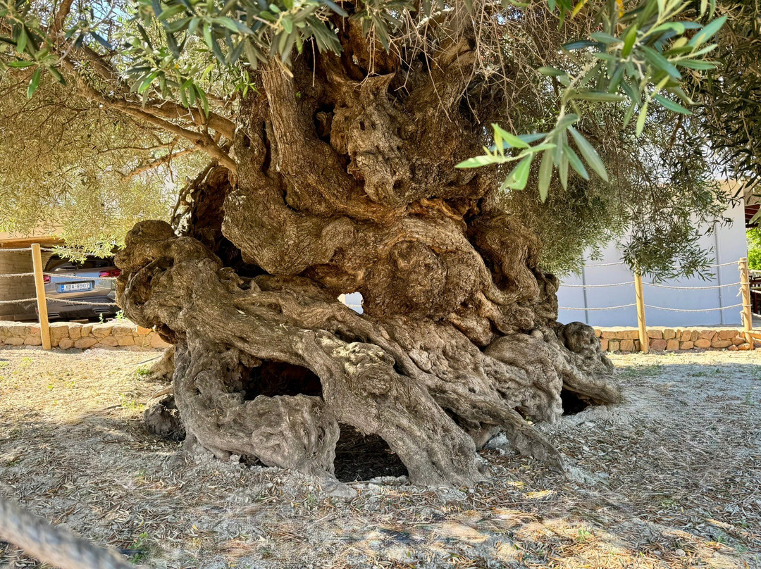 Chania Activities - Tours & Transfer-Souda必去景点