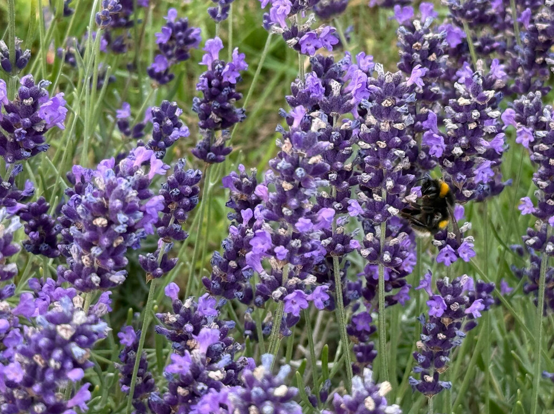 Mayfield Lavender Farm-Banstead必去景点