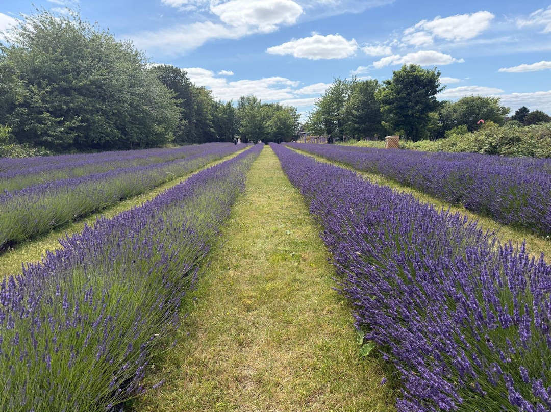 Mayfield Lavender Farm-Banstead必去景点