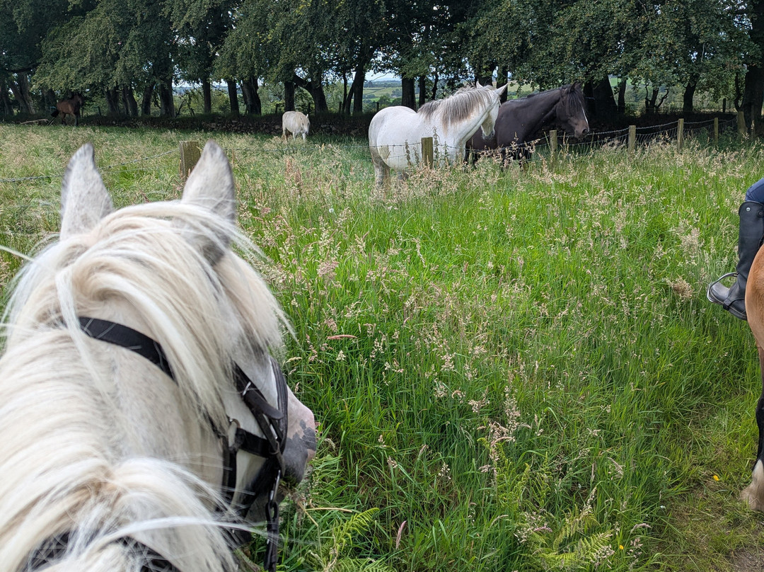 Bespoke Equestrian Ireland-都柏林必去景点