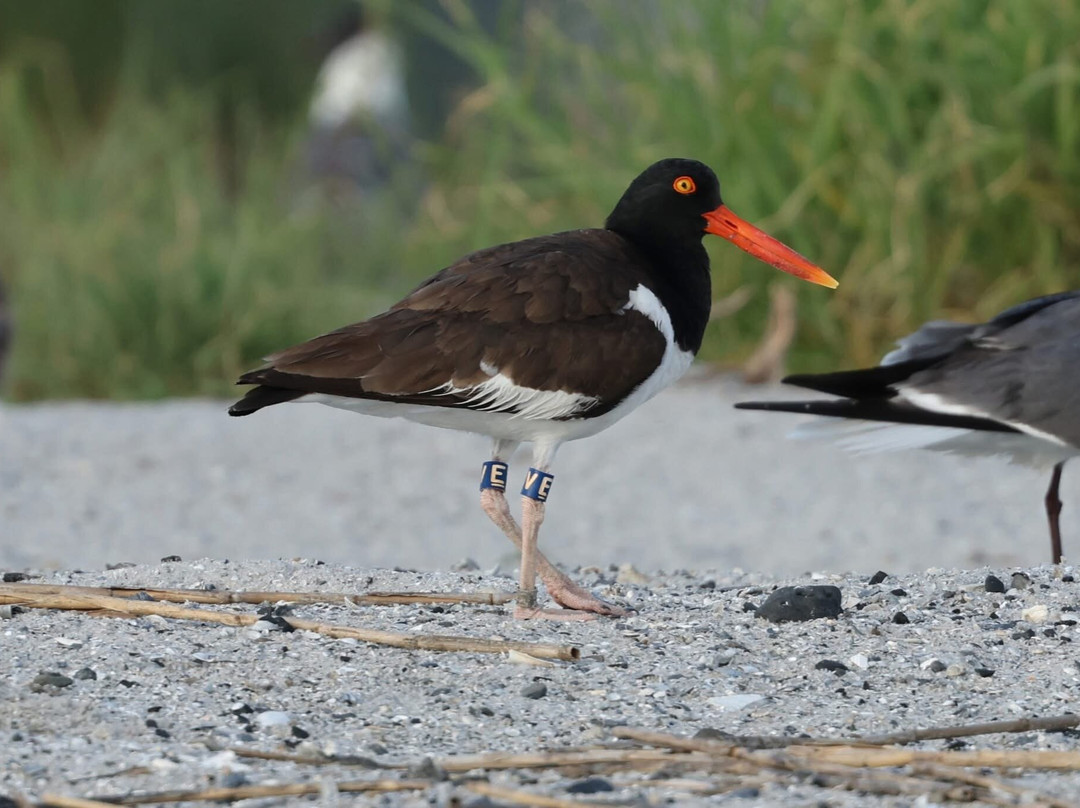 Lowcountry Photo Safaris-博福特必去景点