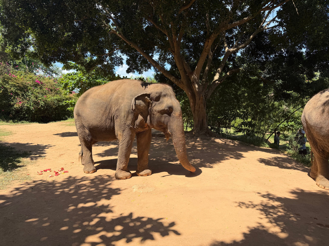 Samui Elephant Sanctuary-波普特必去景点