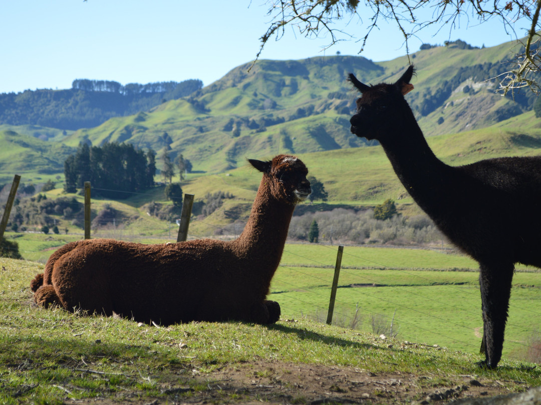 Nevalea Alpacas-Taumarunui必去景点