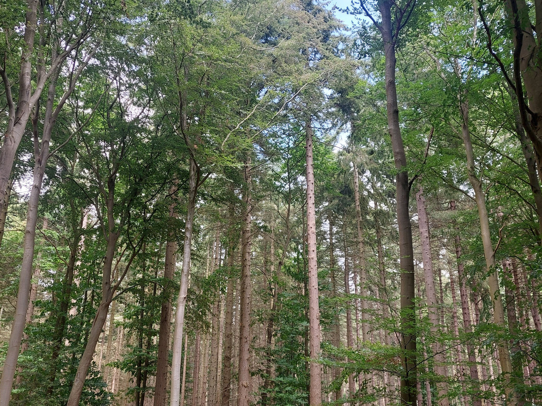 Bacton Woods-North Walsham必去景点