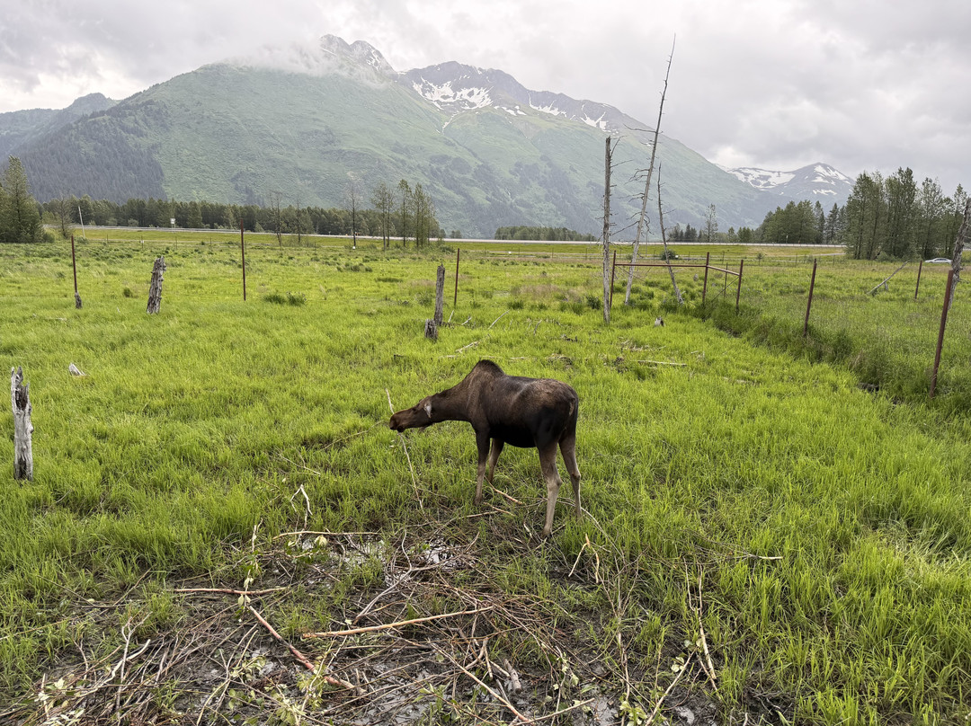 Alaska Wildlife Conservation Center-戈德伍德必去景点