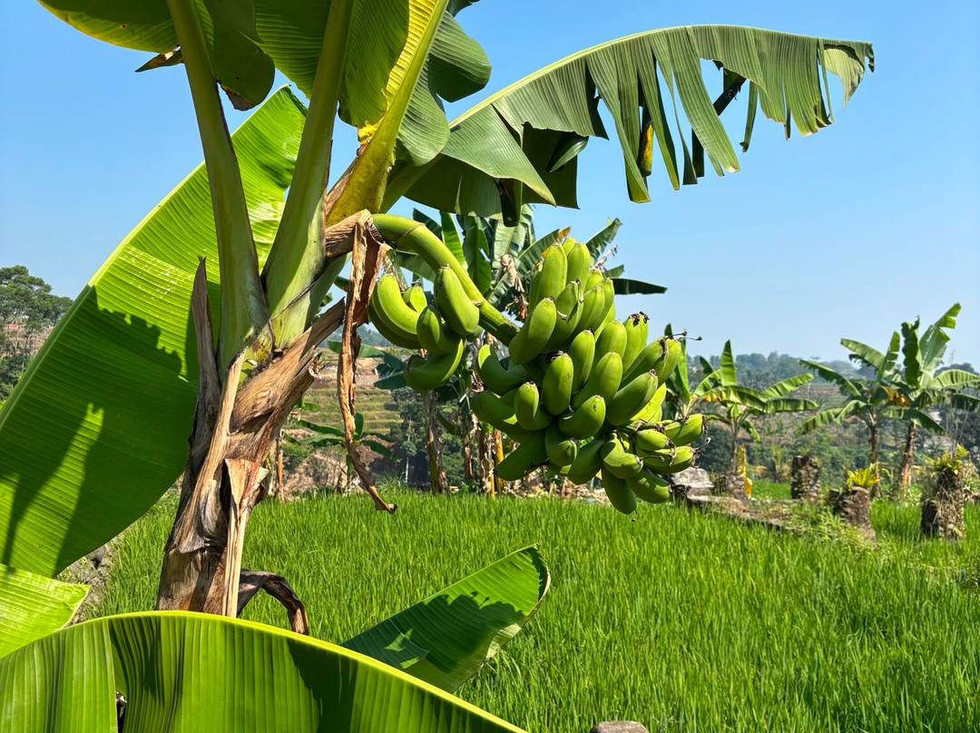 Bogor Halimun National Park Tour-茂物必去景点