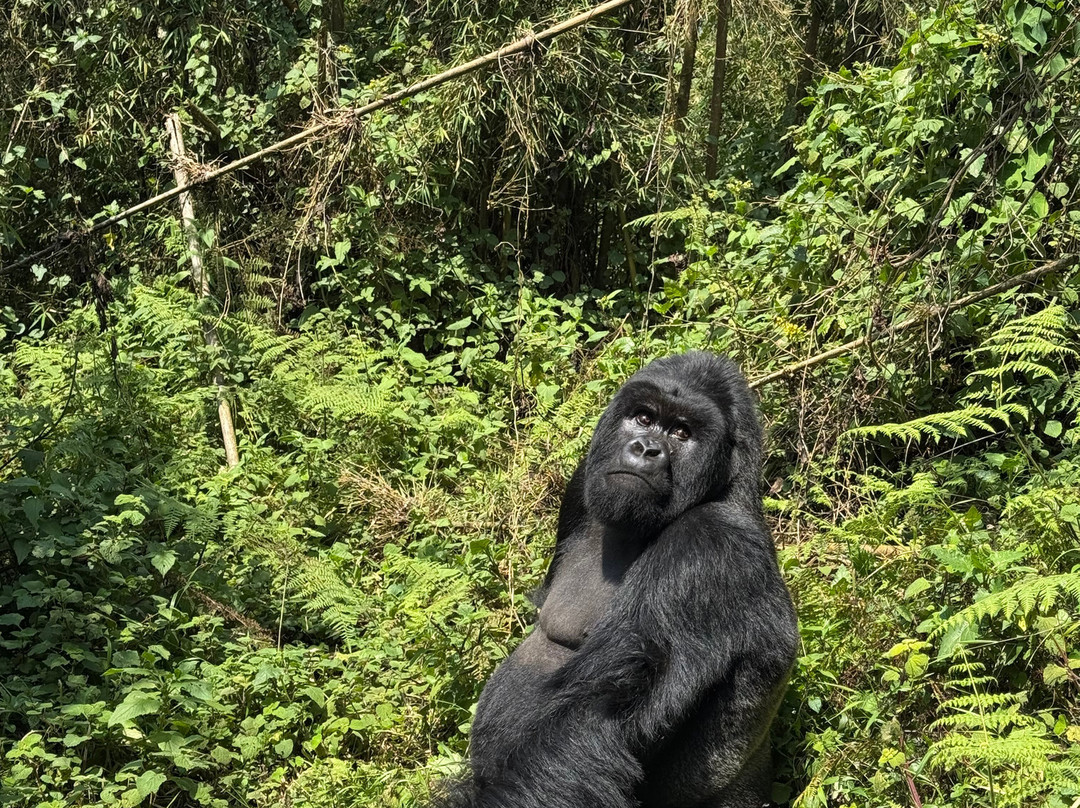 Rwanda Gorilla Trek - Day Tours-Huye必去景点