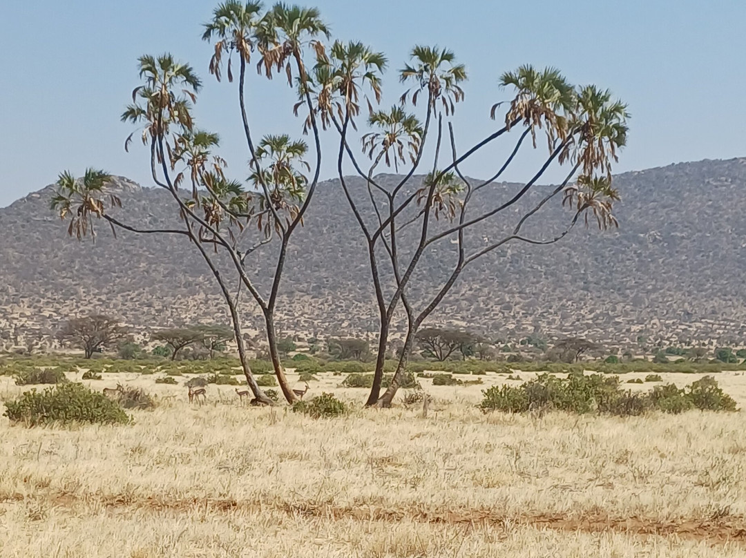 Samburu National Reserve-内罗毕必去景点