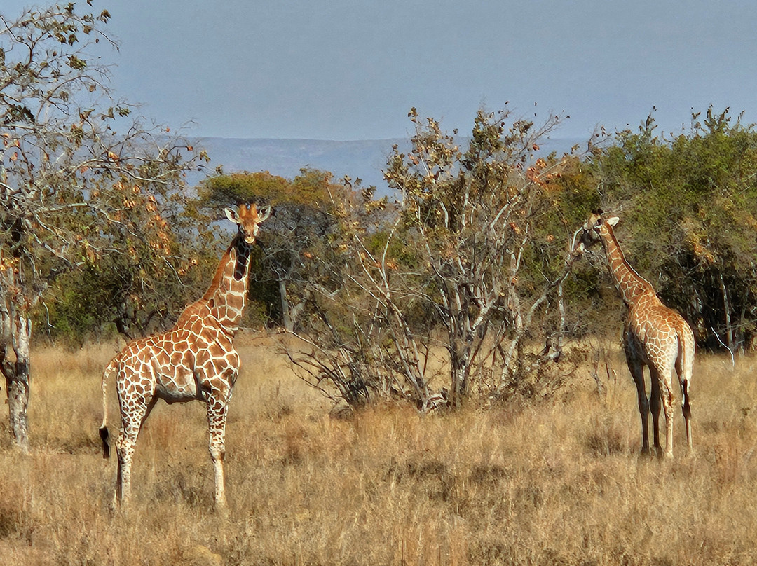 Rhino Africa Safaris-开普敦中心区必去景点