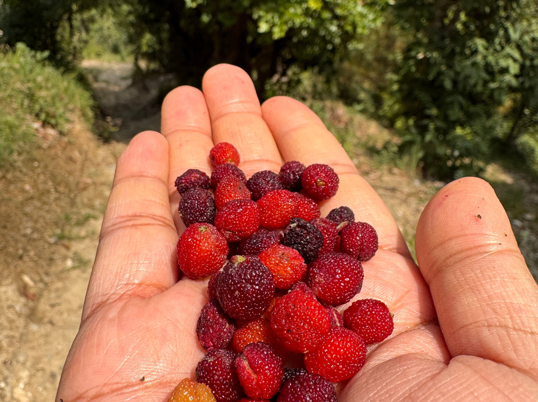 The Slow Living Farm-Simyal Gaon必去景点