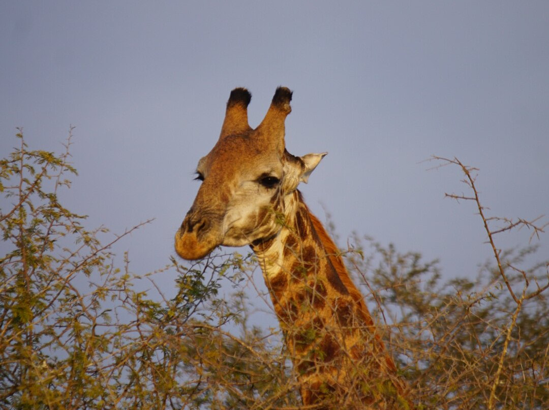 SAFARI, DRIVE & DIVE TOURS-Inhambane必去景点