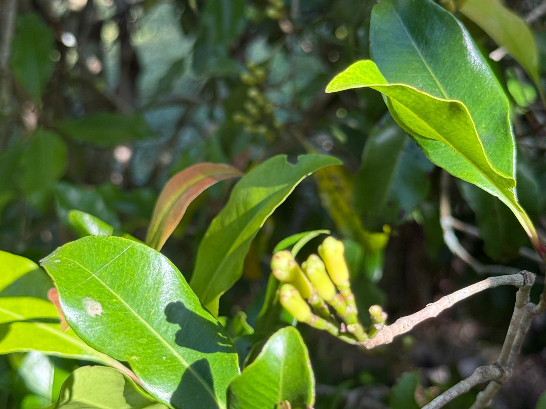 Village Green Spice farm-桑给巴尔岛必去景点