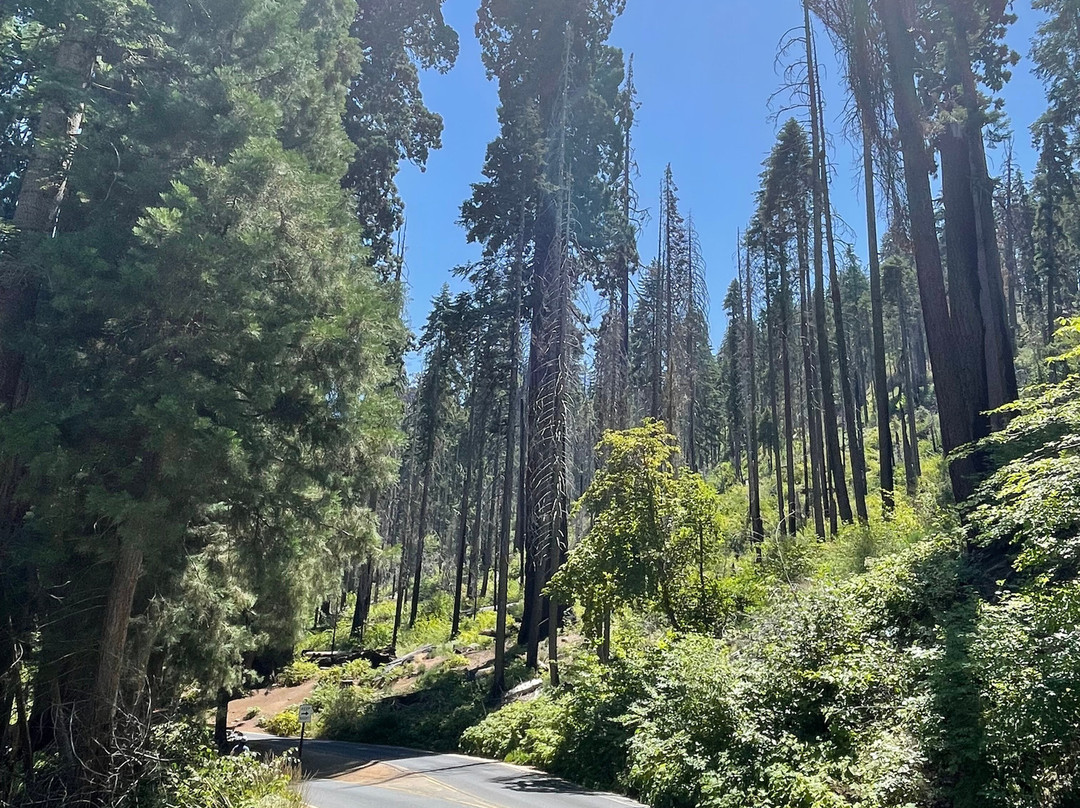 General Sherman Tree-红杉&国王峡谷国家公园必去景点