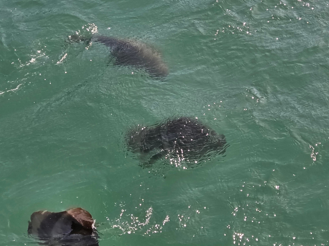 Aquascene Magnetic Island-Magnetic Island必去景点