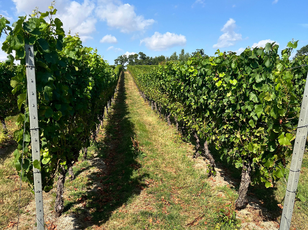 English Oak Vineyard-Lytchett Matravers必去景点