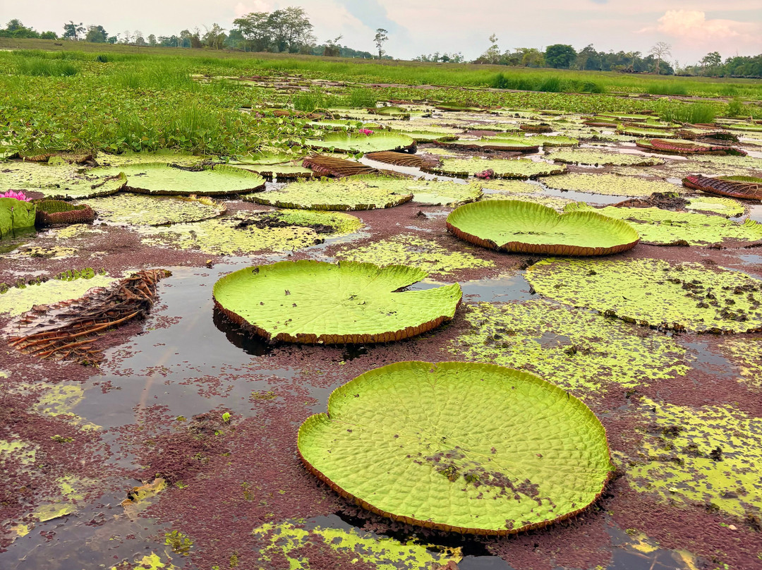 Amazon Green Tours-玛瑙斯必去景点