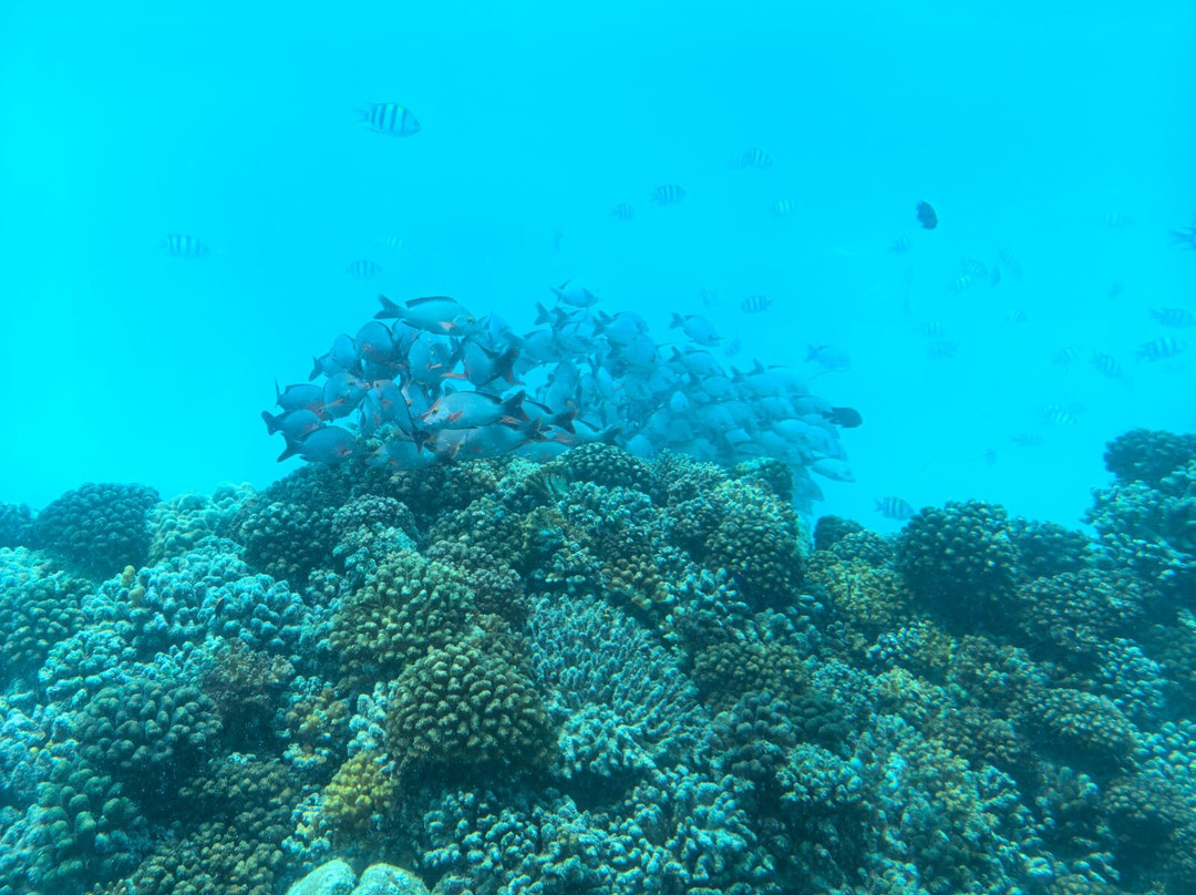 Only Blu - Under Ocean Restaurant