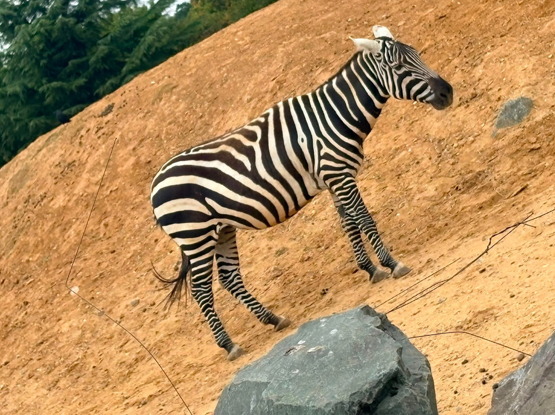Colchester Zoo-科尔切斯特必去景点