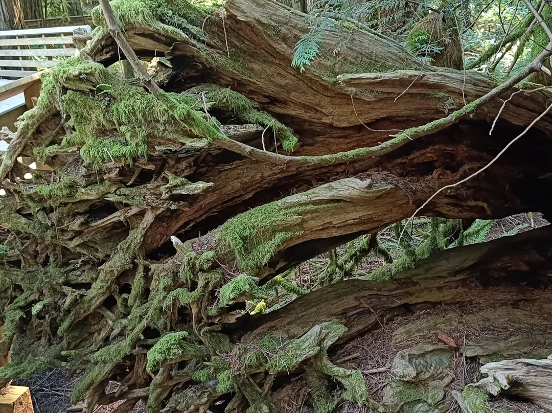 Cathedral Grove-艾伯尼港必去景点