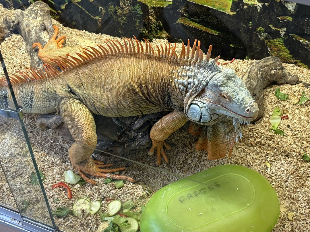 Aquaworld Aquarium & Reptile Rescue Centre-赫索尼索斯必去景点
