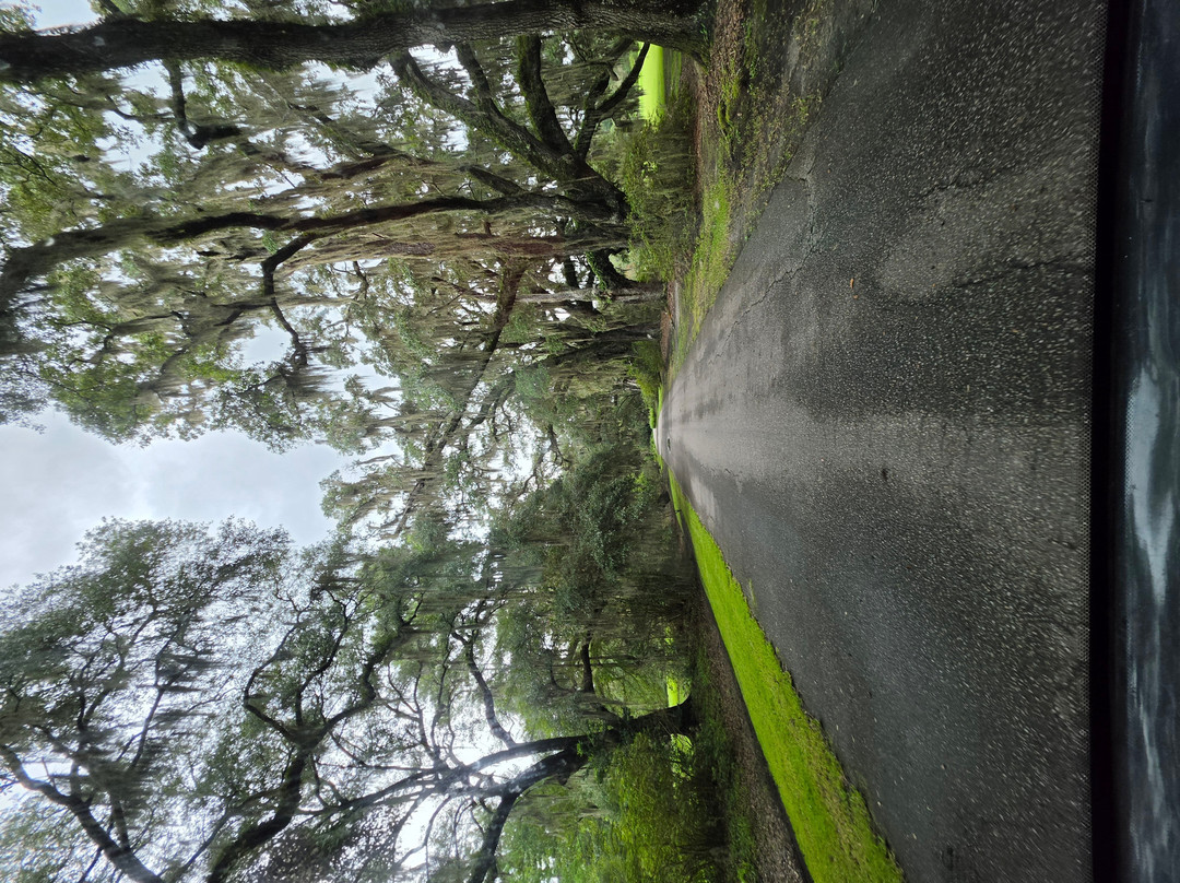 Magnolia Plantation & Gardens-查尔斯顿必去景点